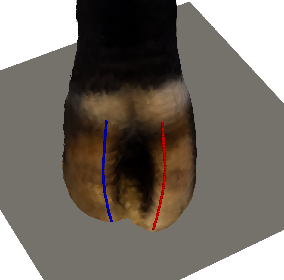Claw curvature measurement